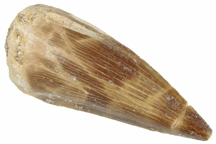 Fossil Mosasaur (Prognathodon) Tooth - Morocco #286300